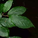 Image of Fortunearia sinensis Rehder & E. H. Wilson