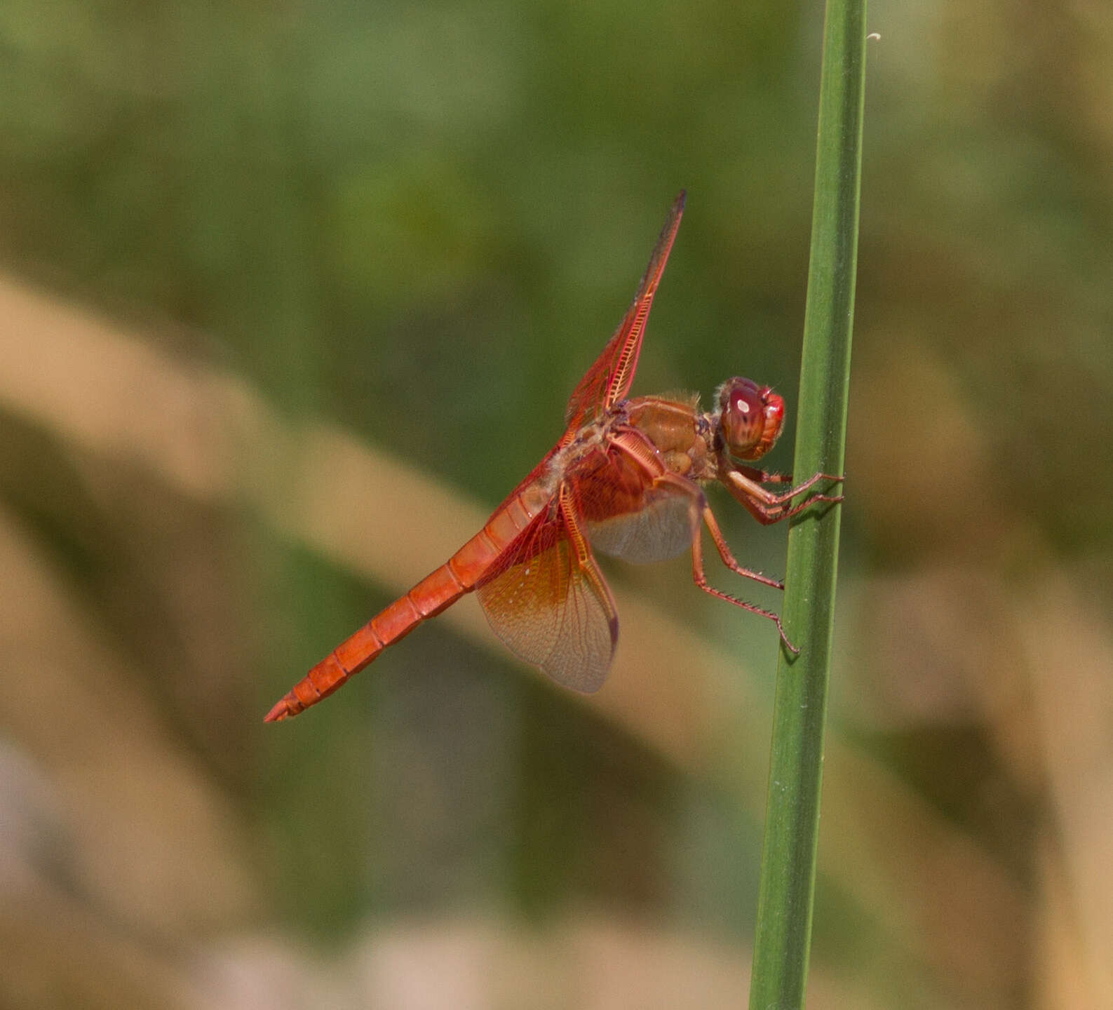 Image of Flame Skimmer