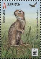 Image of Speckled Ground Squirrel