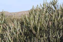 Image of Portulacaria namaquensis Sond.