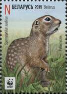 Image of Speckled Ground Squirrel