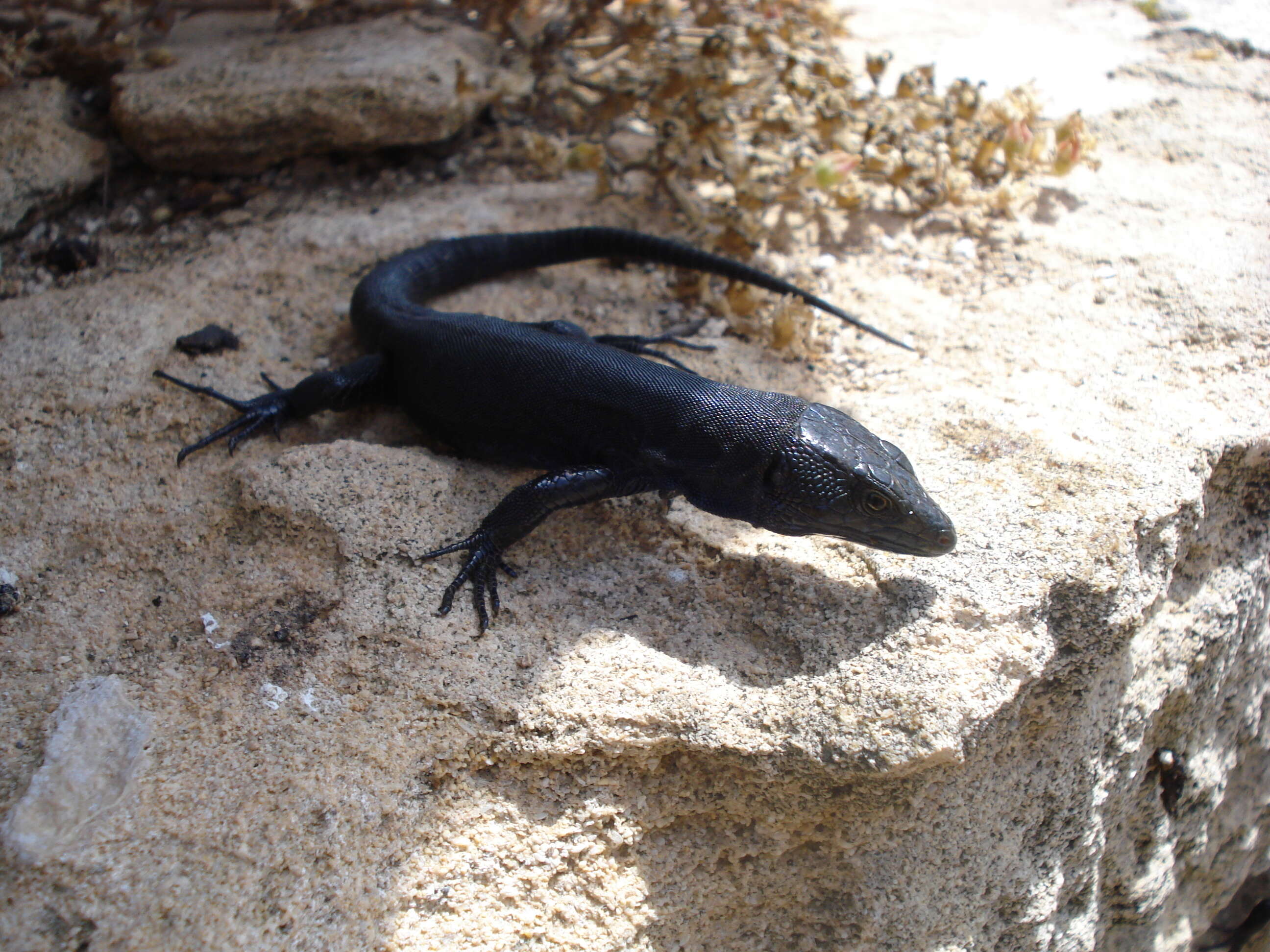 Image of Lilford's Wall Lizard