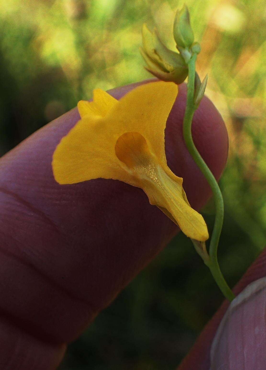 Image of Utricularia prehensilis E. Mey.