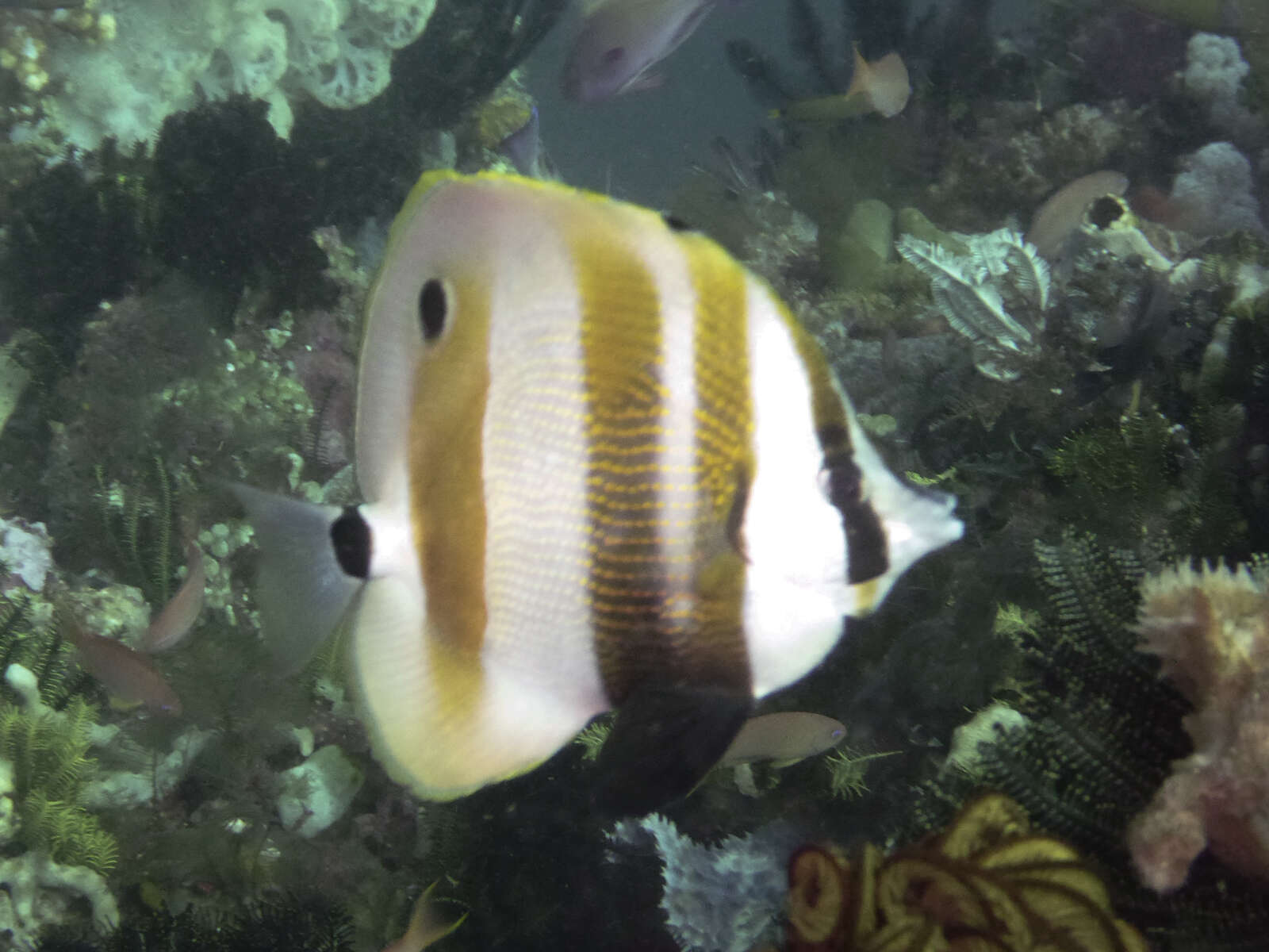 Image of Coralfish