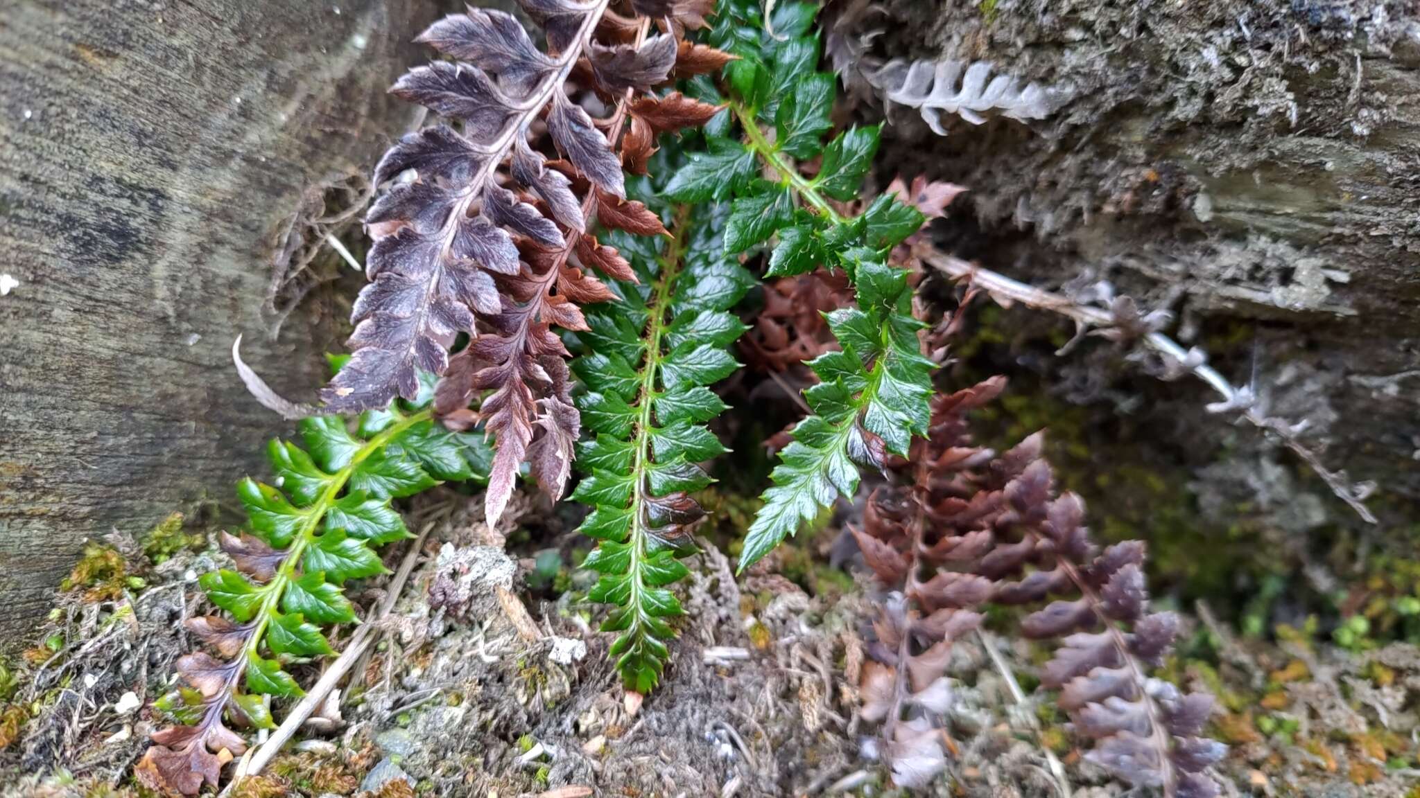 Polystichum acanthophyllum (Franch.) Christ resmi