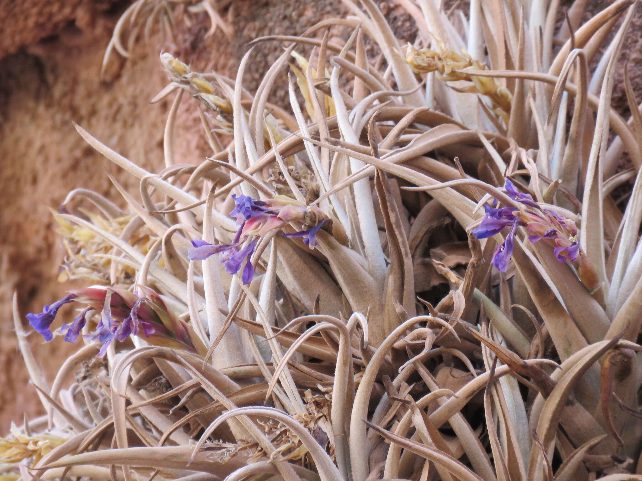 Image of Tillandsia zecheri var. cafayatensis Palací & G. K. Br.