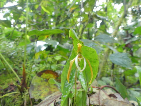 Image of Maxillaria pseudoreichenheimiana Dodson