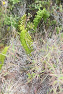 Plancia ëd Polypodium pellucidum var. vulcanicum Skottsberg