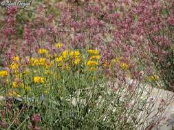 Image of Centranthus longiflorus Stev.