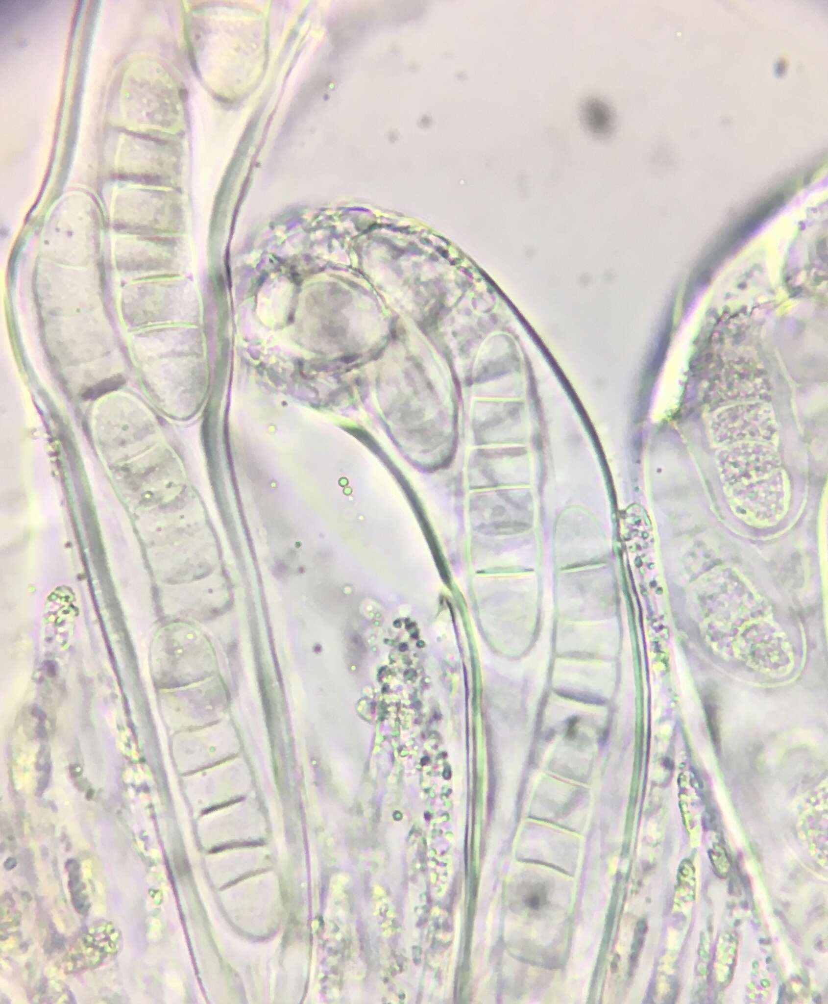 Image of Sporormiella heptamera (Auersw.) S. I. Ahmed & Cain 1972