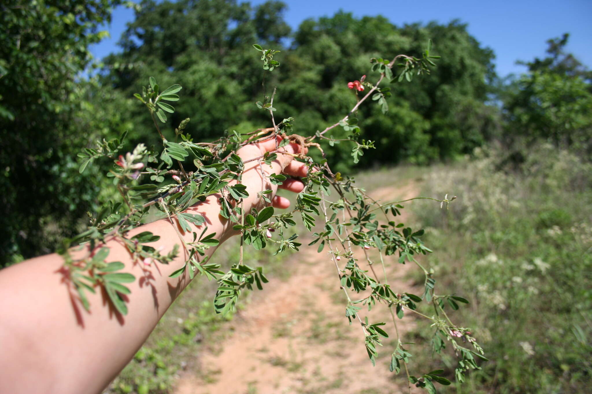 Imagem de Indigofera miniata Ortega