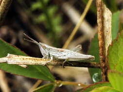 Image de Euthystira brachyptera brachyptera (Ocskay 1826)