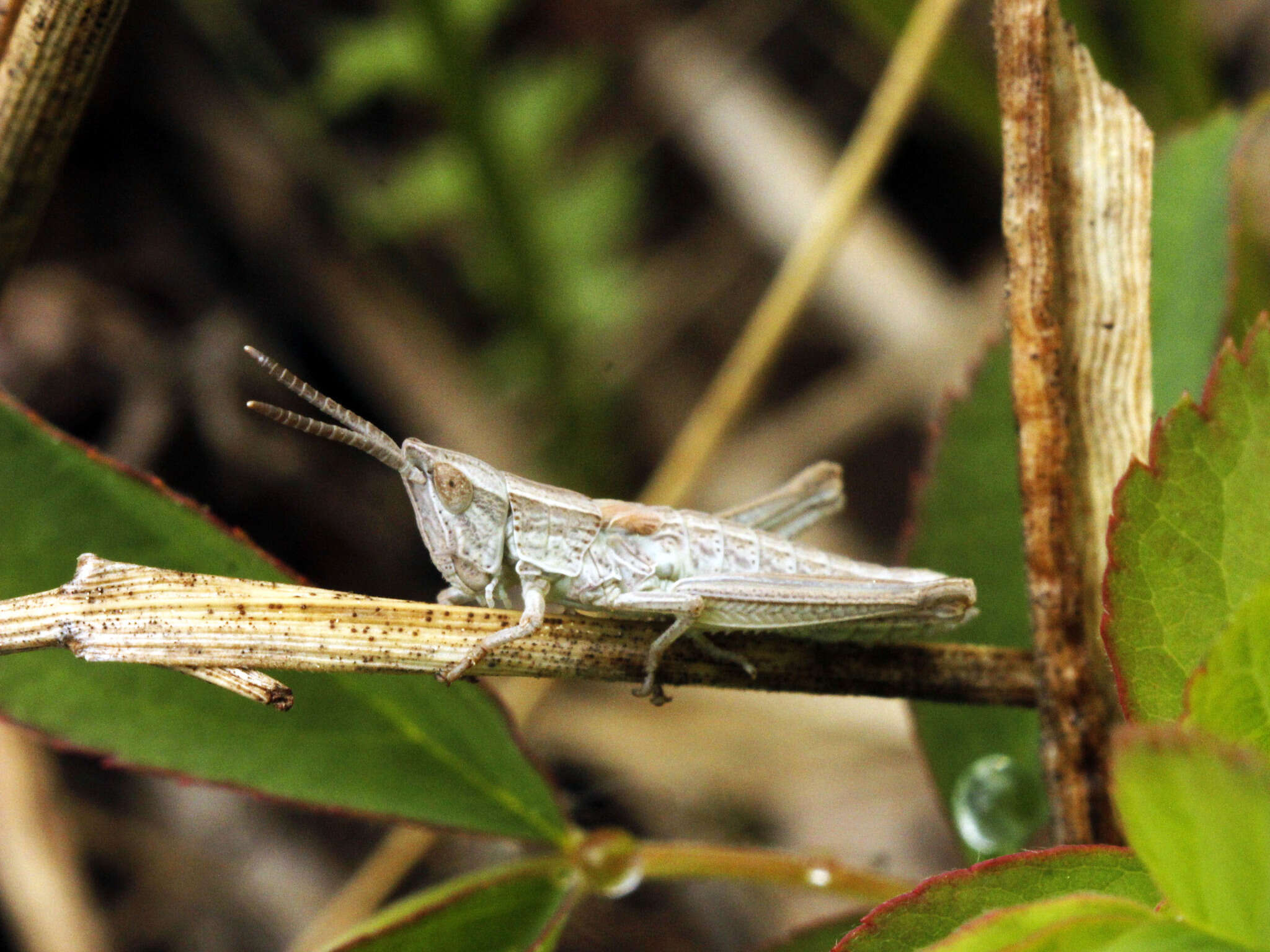 Image de Euthystira brachyptera brachyptera (Ocskay 1826)