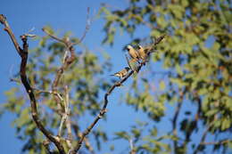 Image of Black-throated Finch