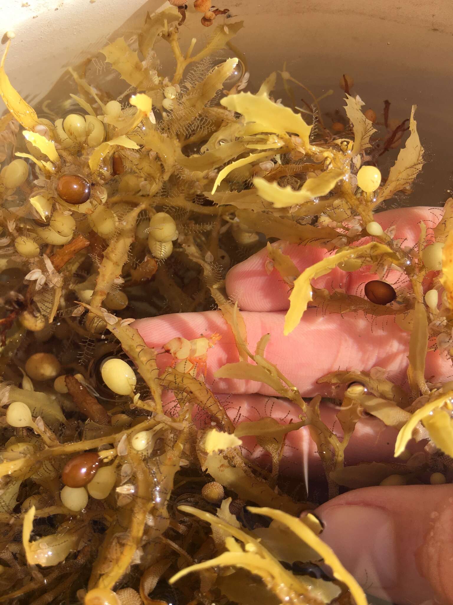 Image of cerulean sargassum shrimp