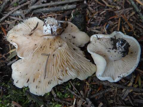 Image of Tricholoma inamoenum (Fr.) Gillet 1874