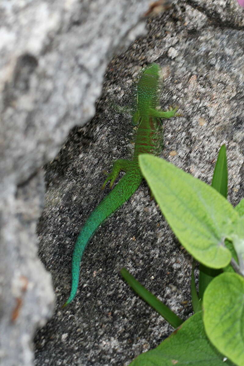 Image of Peacock Day Gecko