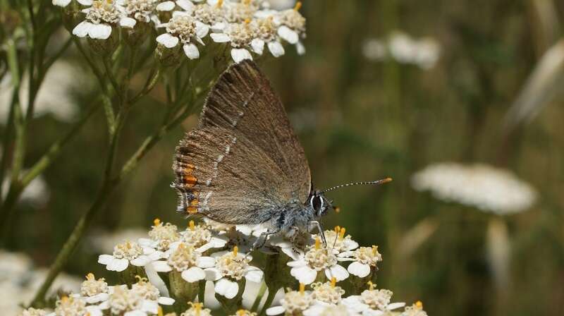 صورة Satyrium acaciae (Fabricius 1787)