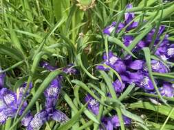 Imagem de Iris ruthenica subsp. ruthenica