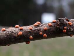 Image of Nectria cinnabarina (Tode) Fr. 1849