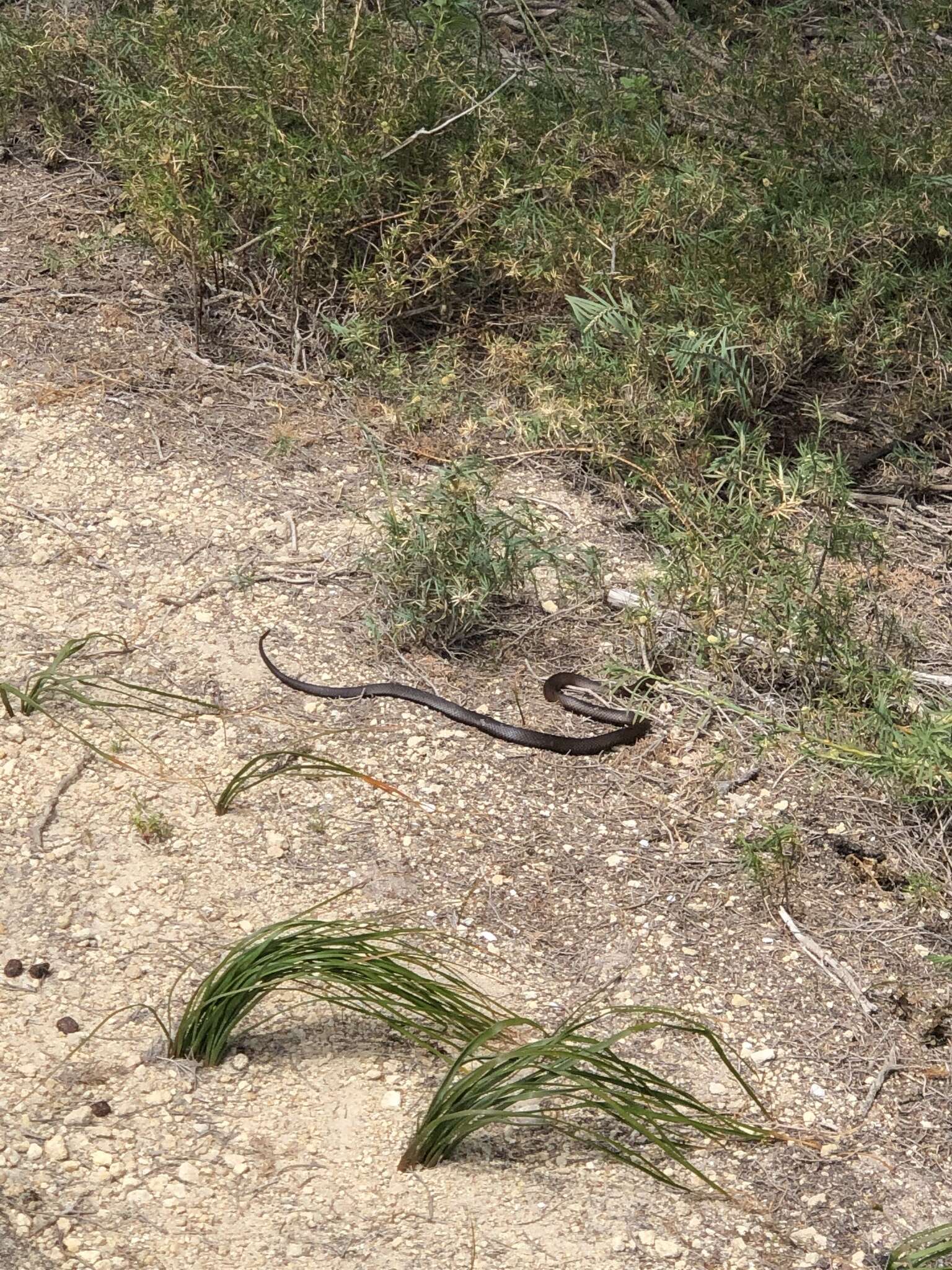 Image of Pseudonaja affinis exilis Storr 1989