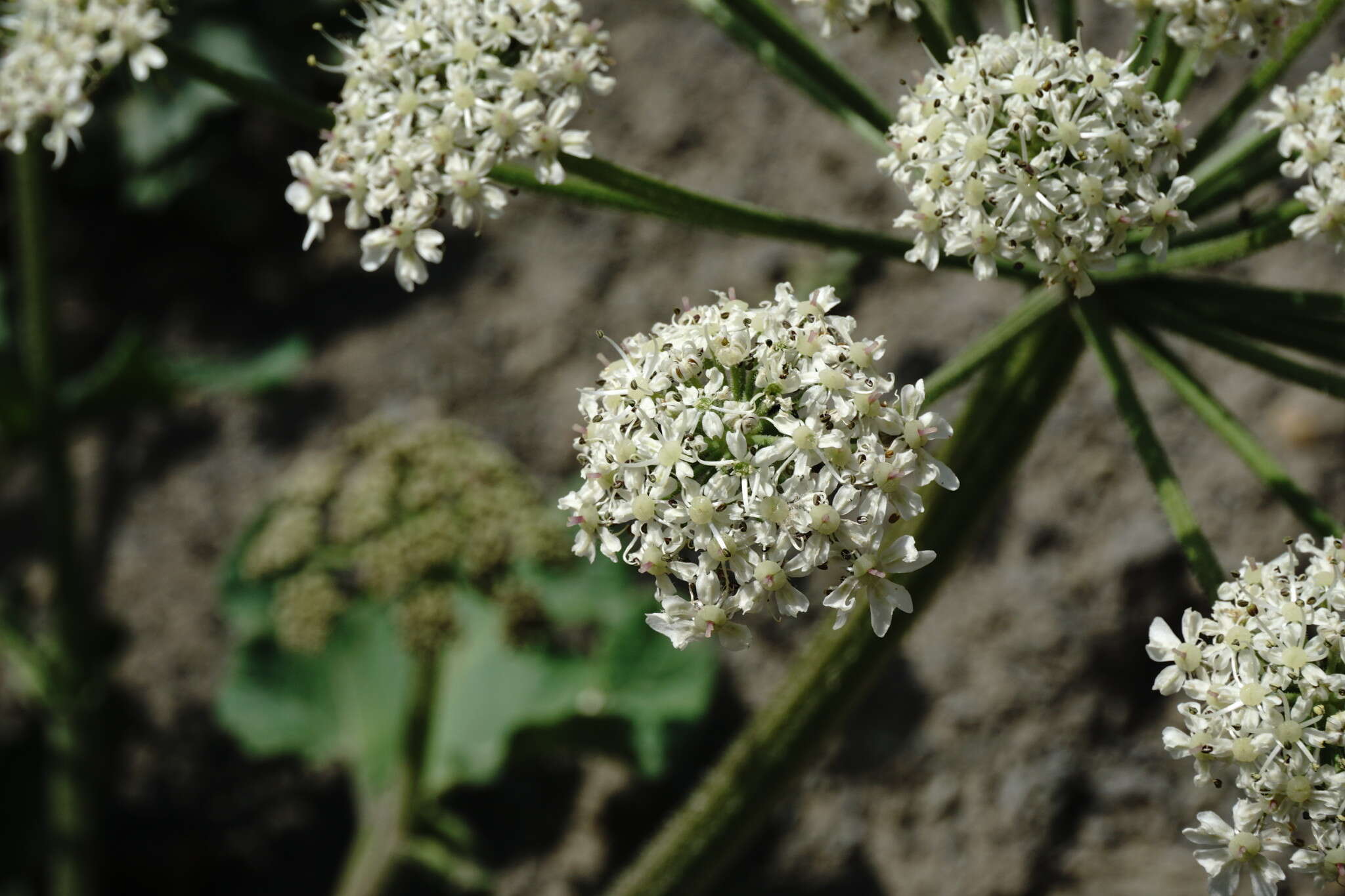 Image of Heracleum grandiflorum Stev. ex Bieb.