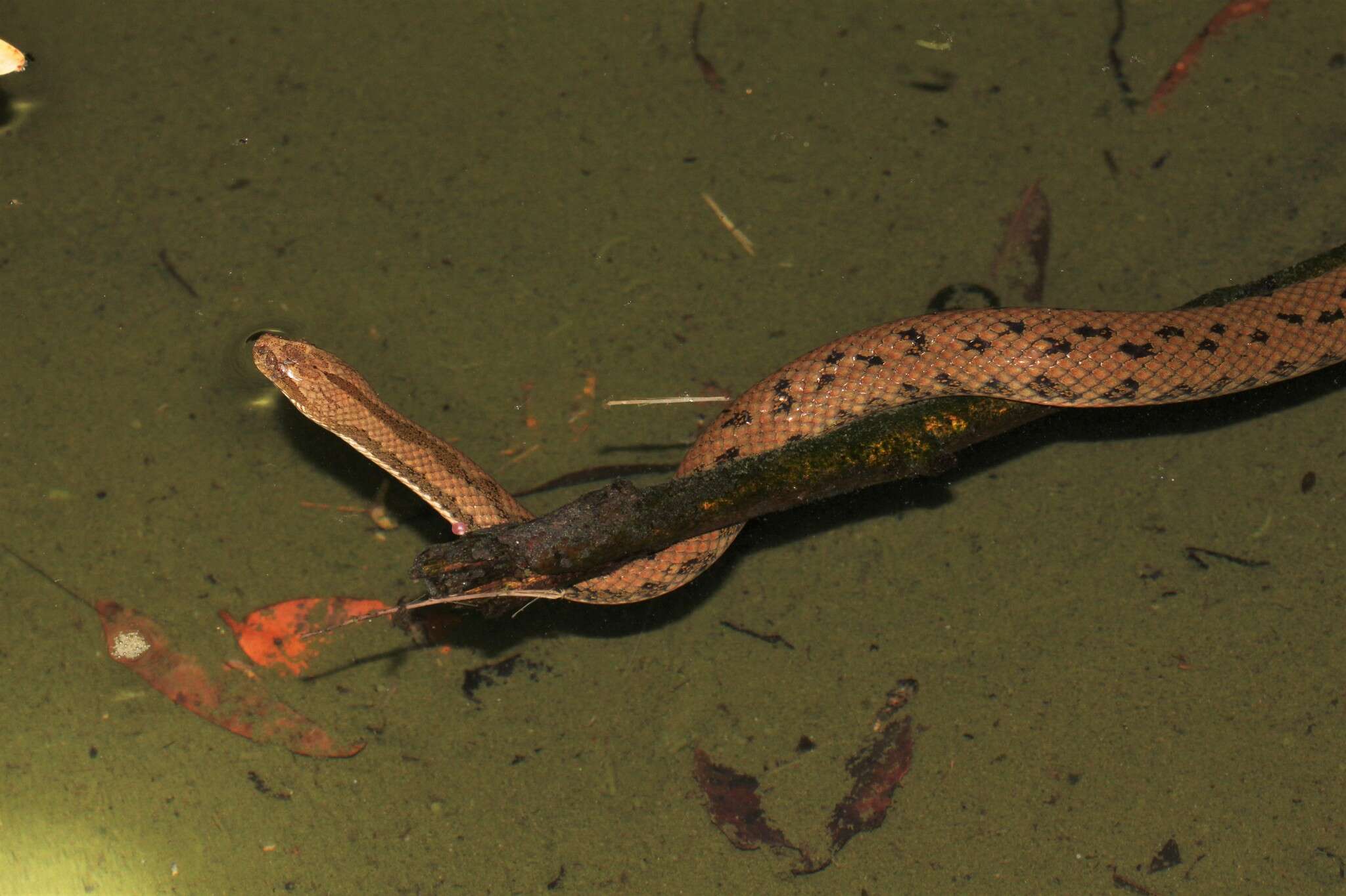 Image of Chinese Water Snake