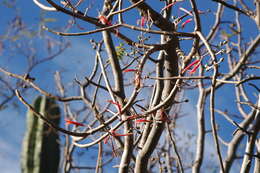 Image of Psittacanthus palmeri (Watson) Barlow & Wiens