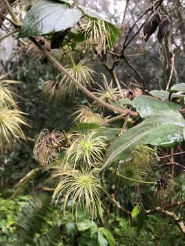 Imagem de Clematis leschenaultiana DC.