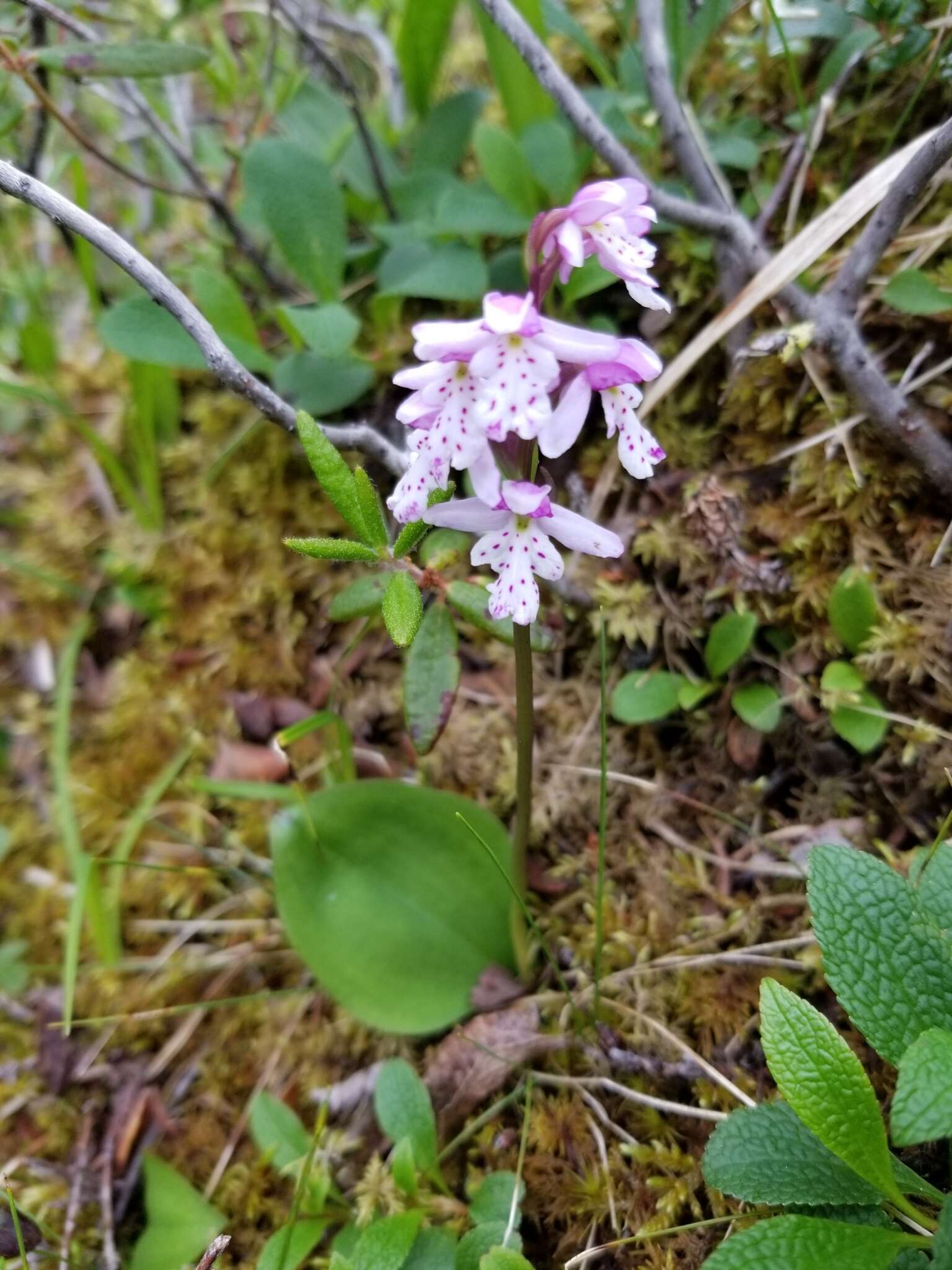 Galearis rotundifolia (Banks ex Pursh) R. M. Bateman resmi