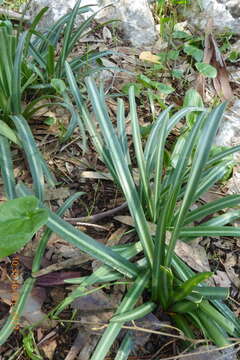 Image of Vagaria parviflora (Desf. ex Redouté) Herb.