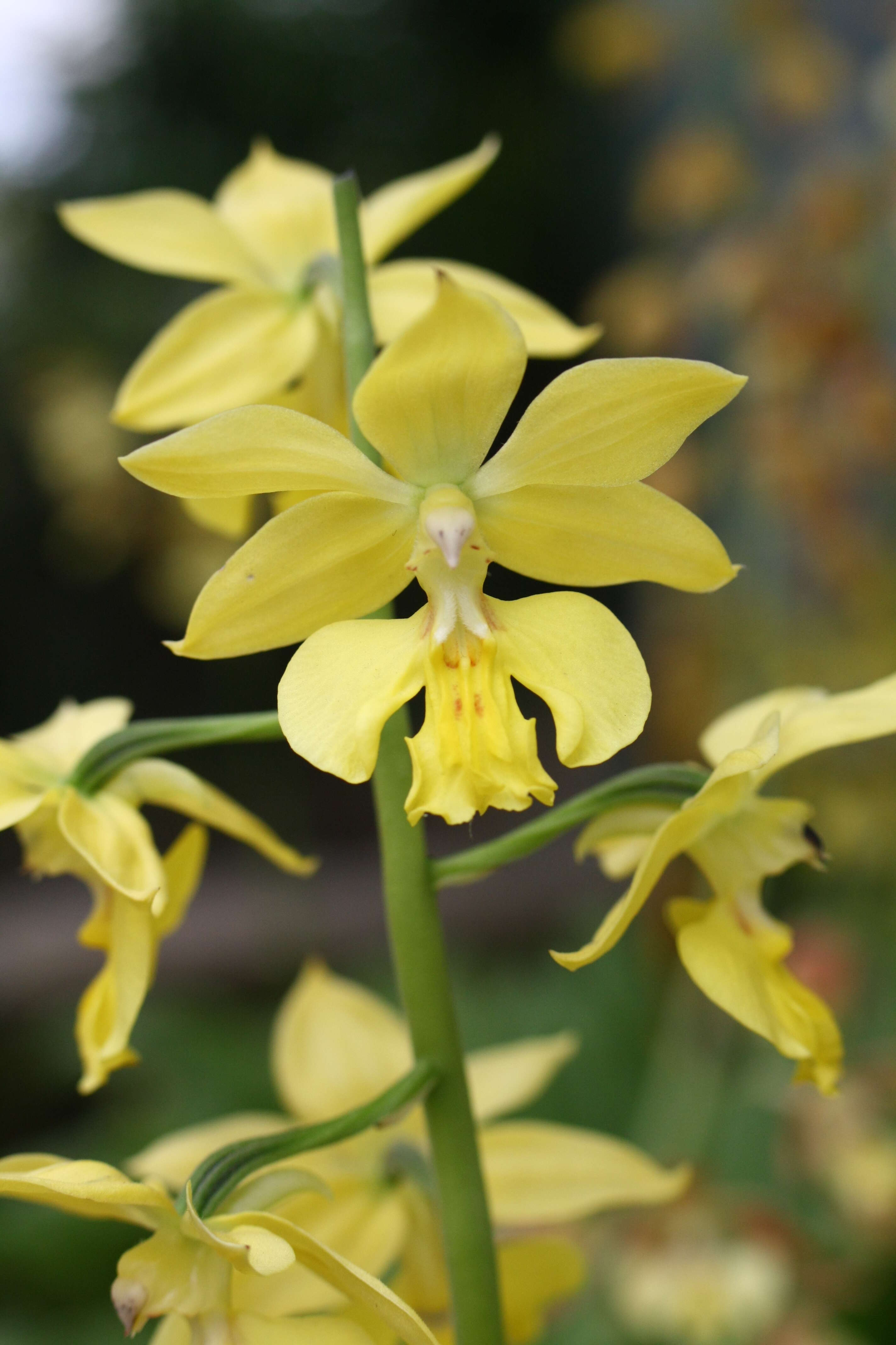 Image of Calanthe striata R. Br. ex Spreng.