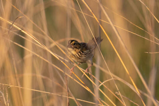 Centronyx henslowii henslowii (Audubon 1829) resmi