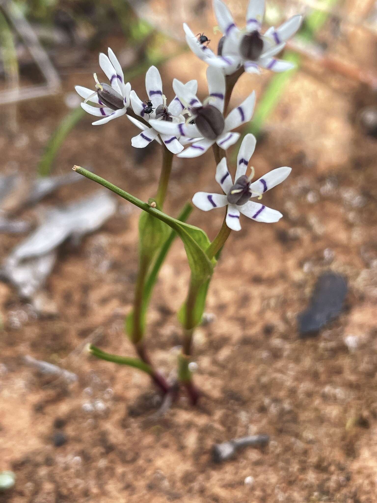 صورة Wurmbea dioica subsp. dioica