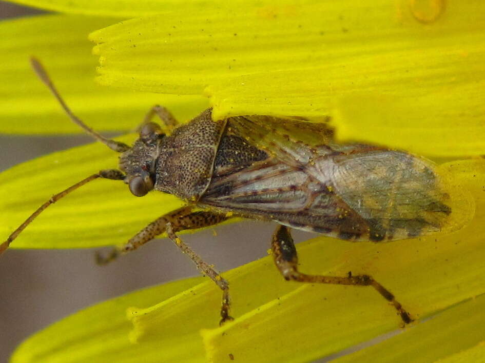 Image of Stictopleurus minutus Blöte 1934