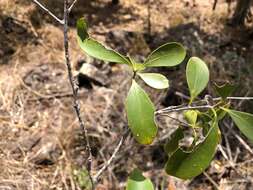 Image of Denhamia disperma (F. Müll.) M. P. Simmons