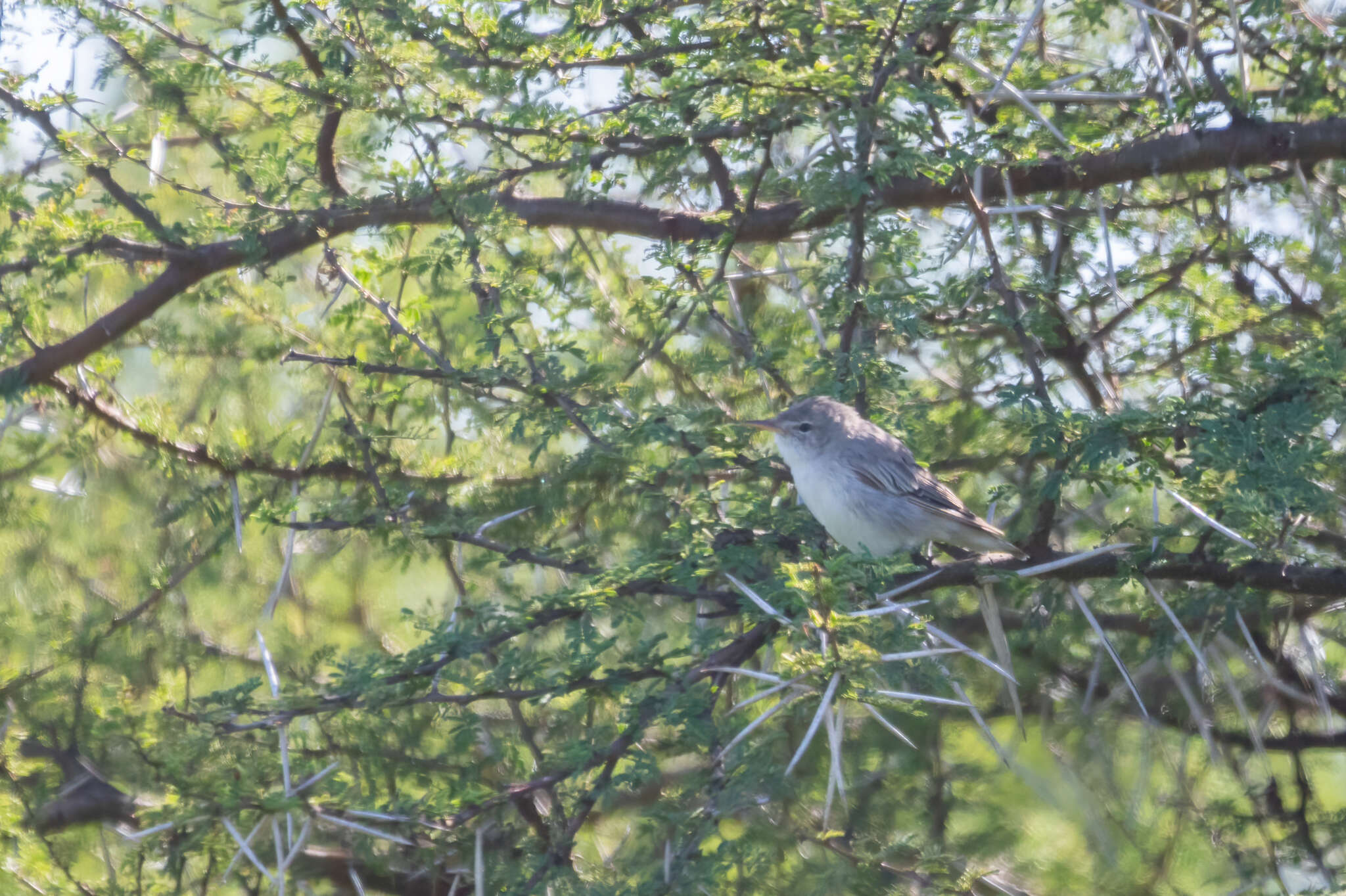 Image of Olive-tree Warbler