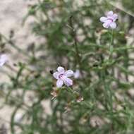 Image of Endostemon tenuiflorus (Benth.) M. R. Ashby