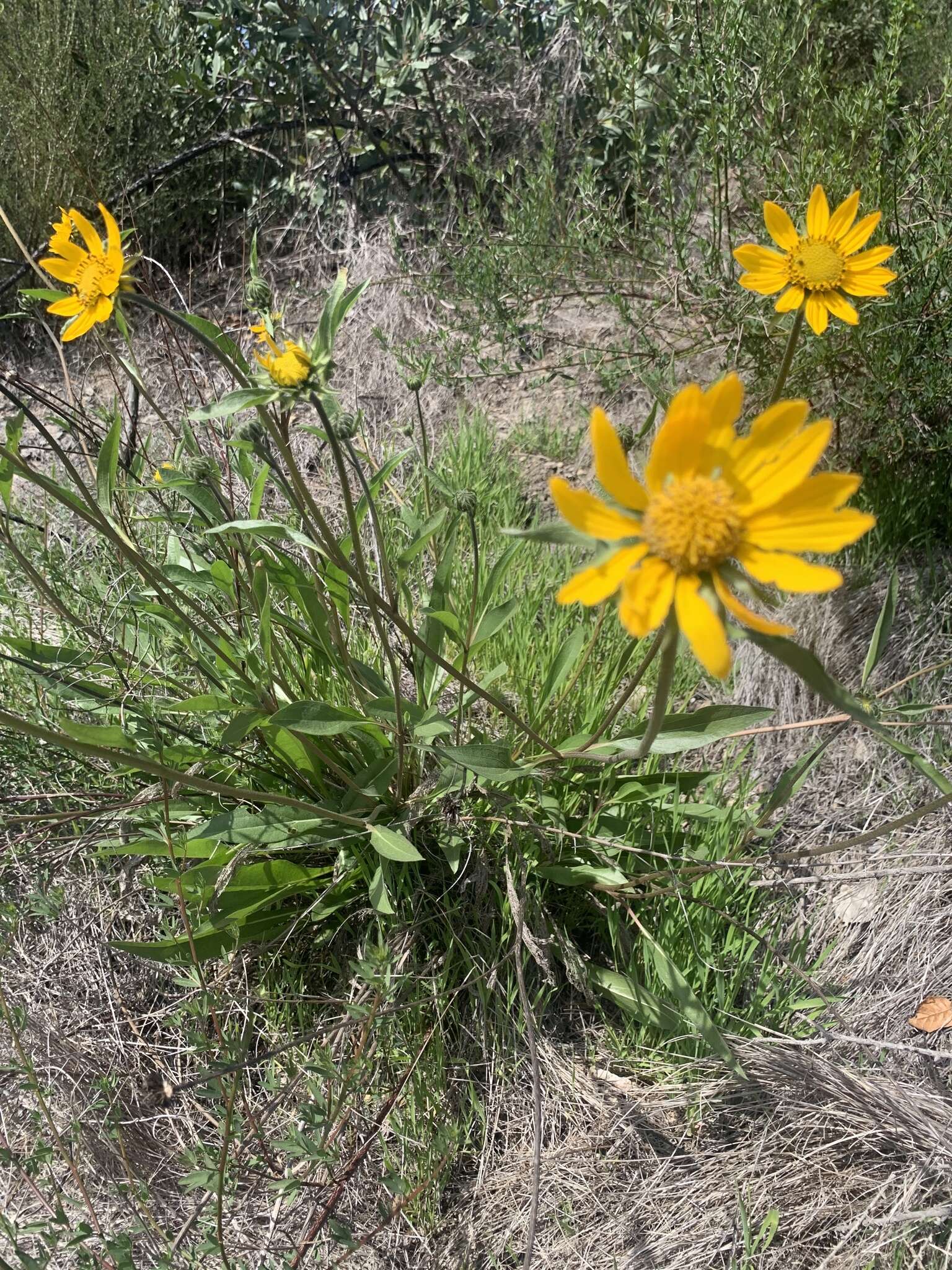 صورة Helianthella californica A. Gray