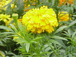 صورة Tagetes erecta