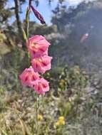 Imagem de Gladiolus caryophyllaceus (Burm. fil.) Poir.