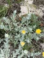 Image of Helichrysum aureum var. argenteum O. M. Hilliard