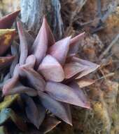 Image of Astroloba rubriflora (L. Bolus) Gideon F. Sm. & J. C. Manning