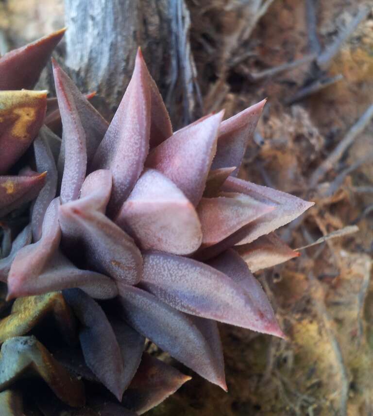 Image of Astroloba rubriflora (L. Bolus) Gideon F. Sm. & J. C. Manning