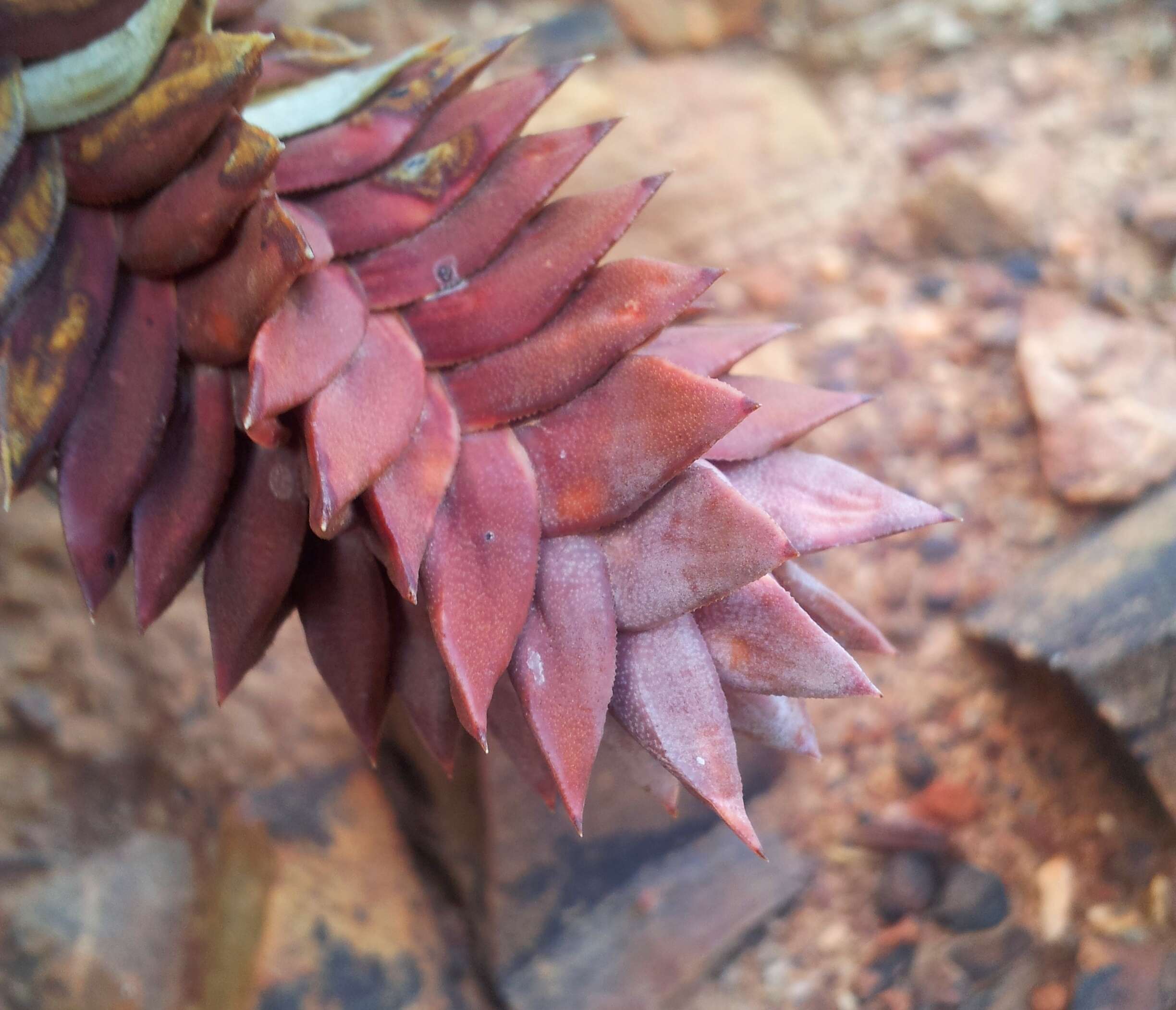 Image of Astroloba rubriflora (L. Bolus) Gideon F. Sm. & J. C. Manning