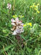 Imagem de Orobanche reticulata Wallr.