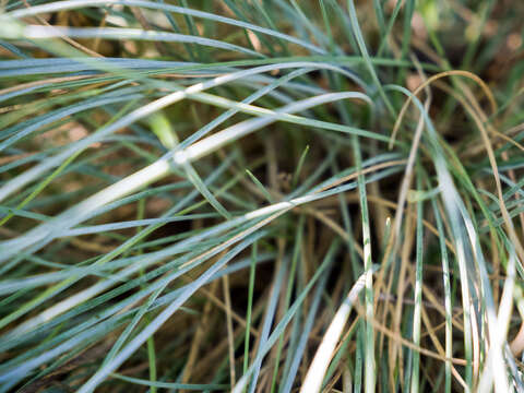 Слика од Festuca glauca Vill.