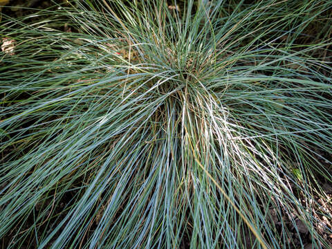 Слика од Festuca glauca Vill.