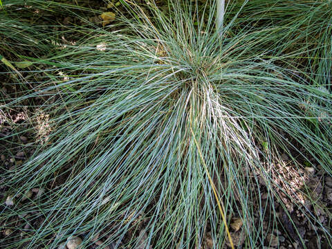 Plancia ëd Festuca glauca Vill.