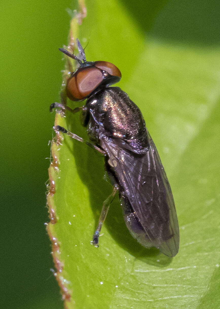 Слика од Orthonevra pictipennis (Loew 1863)